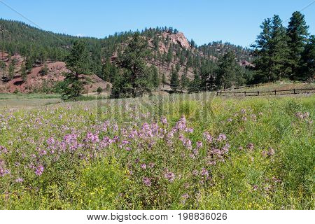 Red Rock Hills With A Grassy Field Filled With Beeweed