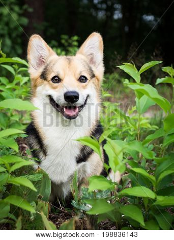 Dog breed Welsh corgi pembroke for a walk in the beautiful forest.