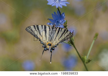 Scarce swallowtail butterfly feeding on a blue chicory flower