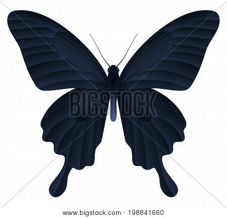 Papilio thoas or the king swallowtail butterfly isolated on a white background. Vector 3D illustration