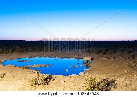 Two black rhinos Diceros bicornis drinking water at an artificially lit waterhole in Northern Namibia during the blue hour after sunset