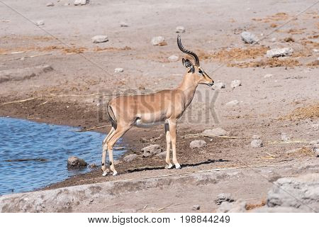 A black-faced impala ram Aepyceros melampus at a waterhole in Northern Namibia
