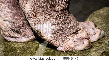 Foot hippopotamus on concrete in the zoo