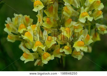 Macrophotography Of A Wild Flower