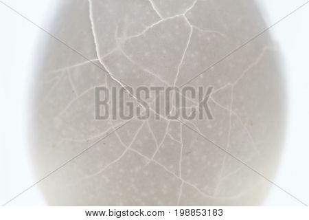 Cracked egg shell closeup texture. Crack eggshell backlight photo. Broken egg abstract macrophoto. Broken shell texture with crack. Health and reproduction loss concept. Medical x-ray view of eggshell