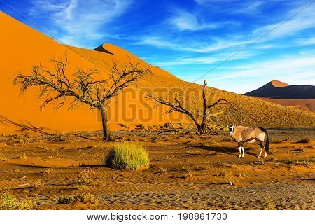 Sunset in the Namib Desert, the oldest in the world. African Oryx gaselle standing at the road. Namibia, South Africa. The concept of extreme and exotic tourism  