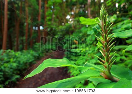 Sete Cidades landscape, Sao Miguel Island, Azores, Europe