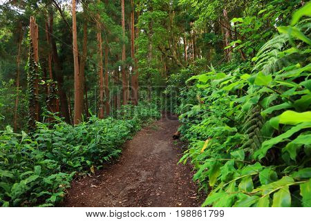 Sete Cidades landscape, Sao Miguel Island, Azores, Europe