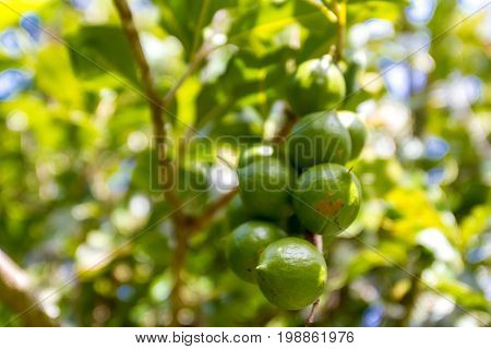 macadamian nuts farm, harvest time