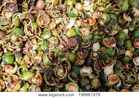 macadamian nuts farm, harvest time