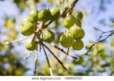 macadamian nuts farm, harvest time