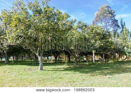 macadamian nuts farm, harvest time