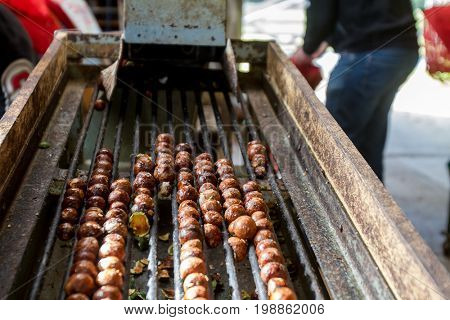 macadamian nuts farm, harvest time