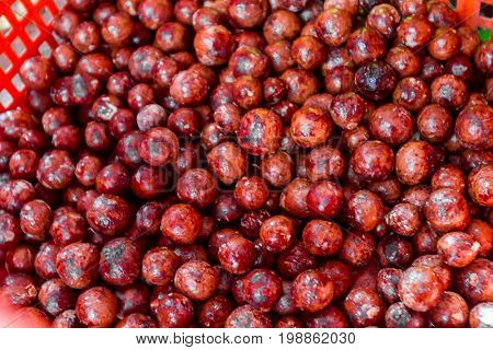 macadamian nuts farm, harvest time
