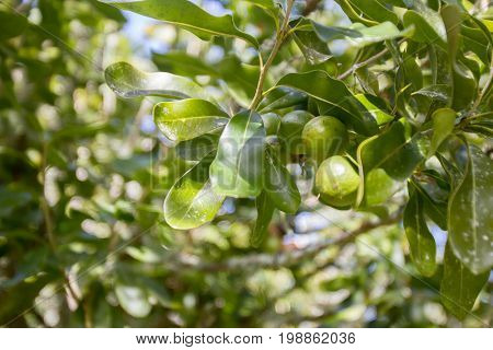 macadamia nuts, nuts orchid, macadamian nuts farm, harvest time