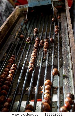 macadamia nuts, nuts orchid, macadamian nuts farm, harvest time