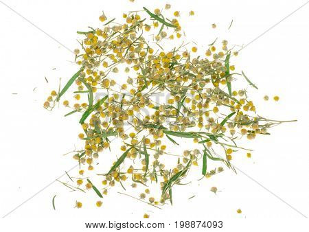 Sagebrush on white background