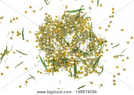 Sagebrush on white background
