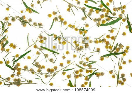 Sagebrush on white background