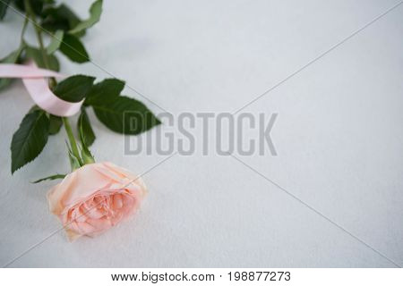 High angle view of pink Breast Cancer Awareness ribbon and rose on white background