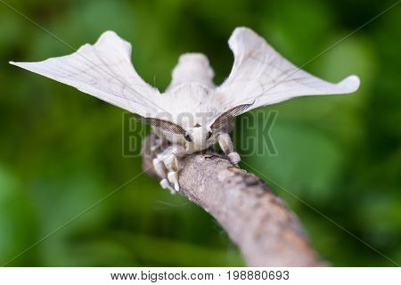 A silkmoth is holding on a wooden stick