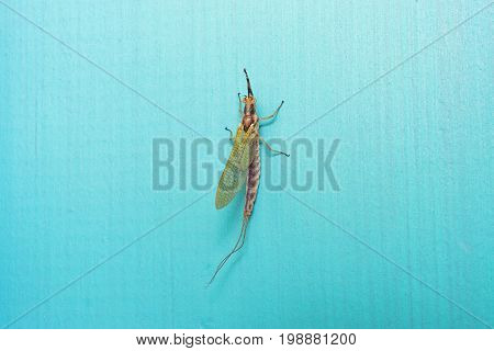 Closeup of mayfly sitting on retro blue wall in summer. Yellow color detailed seen from above. Summer insect concept and background with space for text.