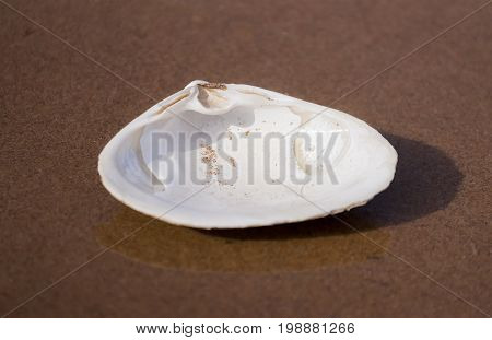 Pure white seashell face up on smooth beach shallow water. Dark red sand on Prince Edward Island shore. Spa peace and tranquility concepts