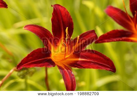 Flower of an orange day lily (Hemerocallis fulva).