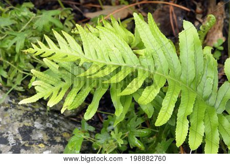 Southern Polypody Fern