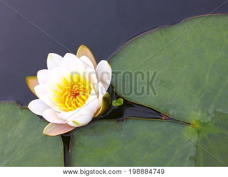 A flower of a white water lily with delicate petals and large green leaves on the surface of a calm dark forest lake