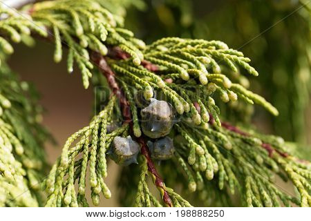 Cones and foliage of a Nootka cypress (Cupressus nootkatensis)