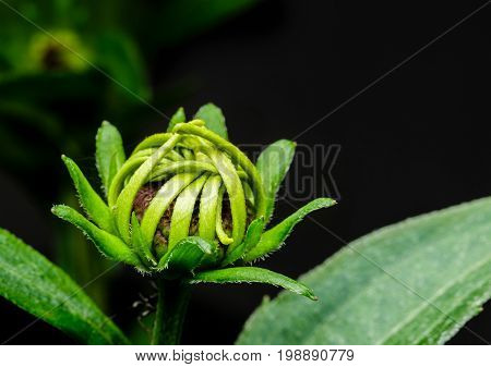 Black eyed susan about to bloom in my backyard wild flower garden. The flower petals are still green but will turn yellow very soon.