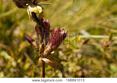 Flower of a purple gentian (Gentiana purpurea).