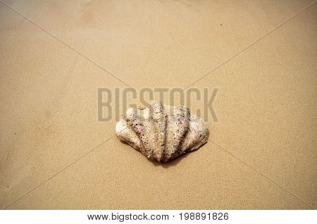 Shell On The Beach