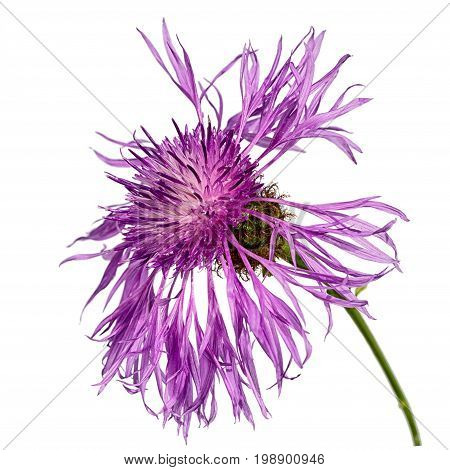 one centaurea flower isolated on white background