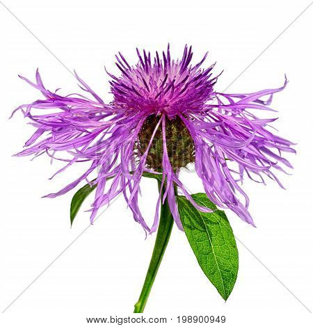 one centaurea flower isolated on white background
