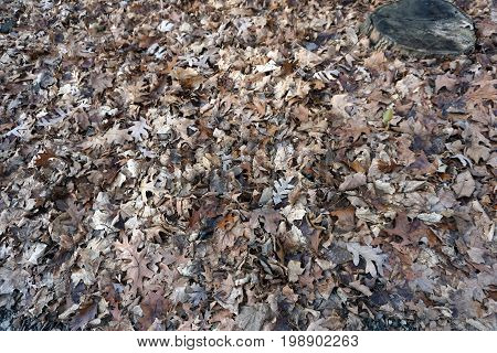 Fallen leaves rot on the forest floor of the Hammel Woods Forest Preserve in Shorewood, Illinois, during December.