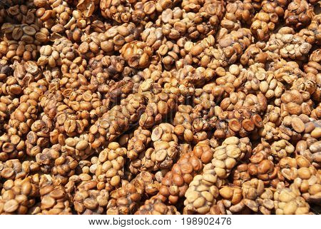 Luwak coffee produced from the coffee beans which have been digested by a certain Indonesian cat-like animal called then palm civet or also civet cat.