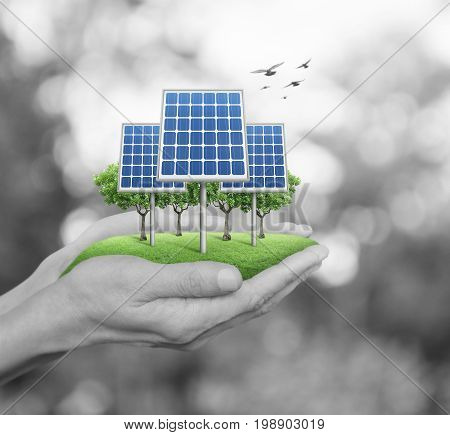 Solar cell in man hands over blur green tree with birds Ecology power and energy concept