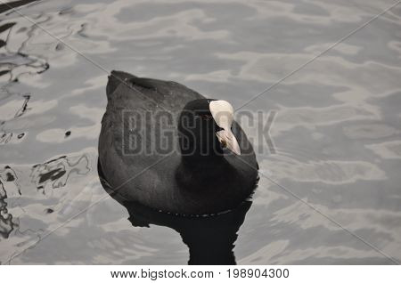 Coot a bird floating on Lake Garda in Italy