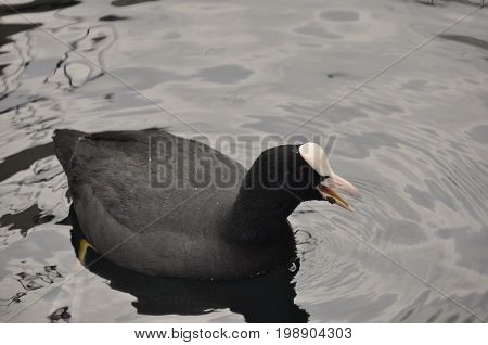 Coot a bird floating on Lake Garda in Italy