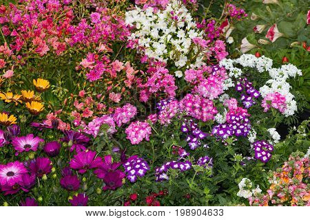 A Flowerbed With Many Differnt Plants.