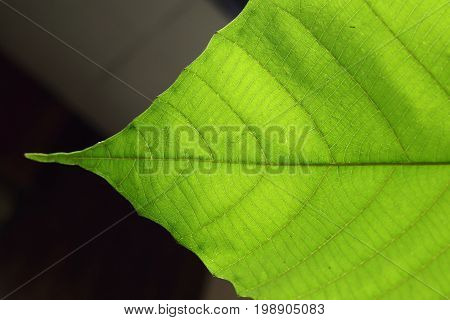 Green Cell Structure Texture Of Nature Leaf Background