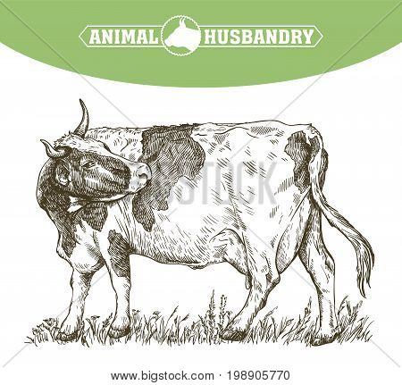 sketch of cow drawn by hand on a white background. livestock. cattle. animal grazing