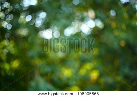abstract sunlight through tree green lush nature image blur light bokeh background