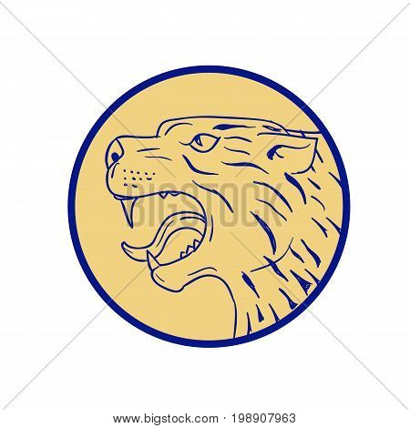 Illustration of a Scottish Wildcat or Highlands tiger Head viewed from side set inside circle done in hand drawn sketch drawing.