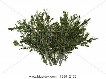 3D rendering of a creosote bush or Larrea tridentata or greasewood or chaparral or gobernadora isolated on white background