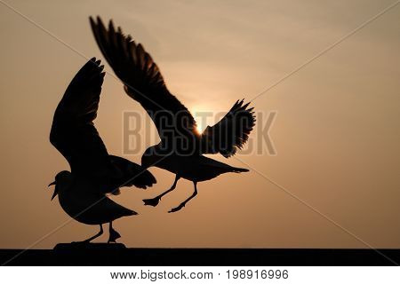 The battle of the seagulls on the shore when the sun is falling
