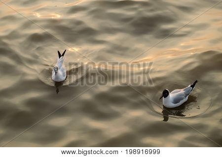 Two gulls swim in the sea on a warm day