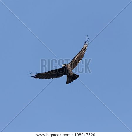 Black raven soaring against the blue sky